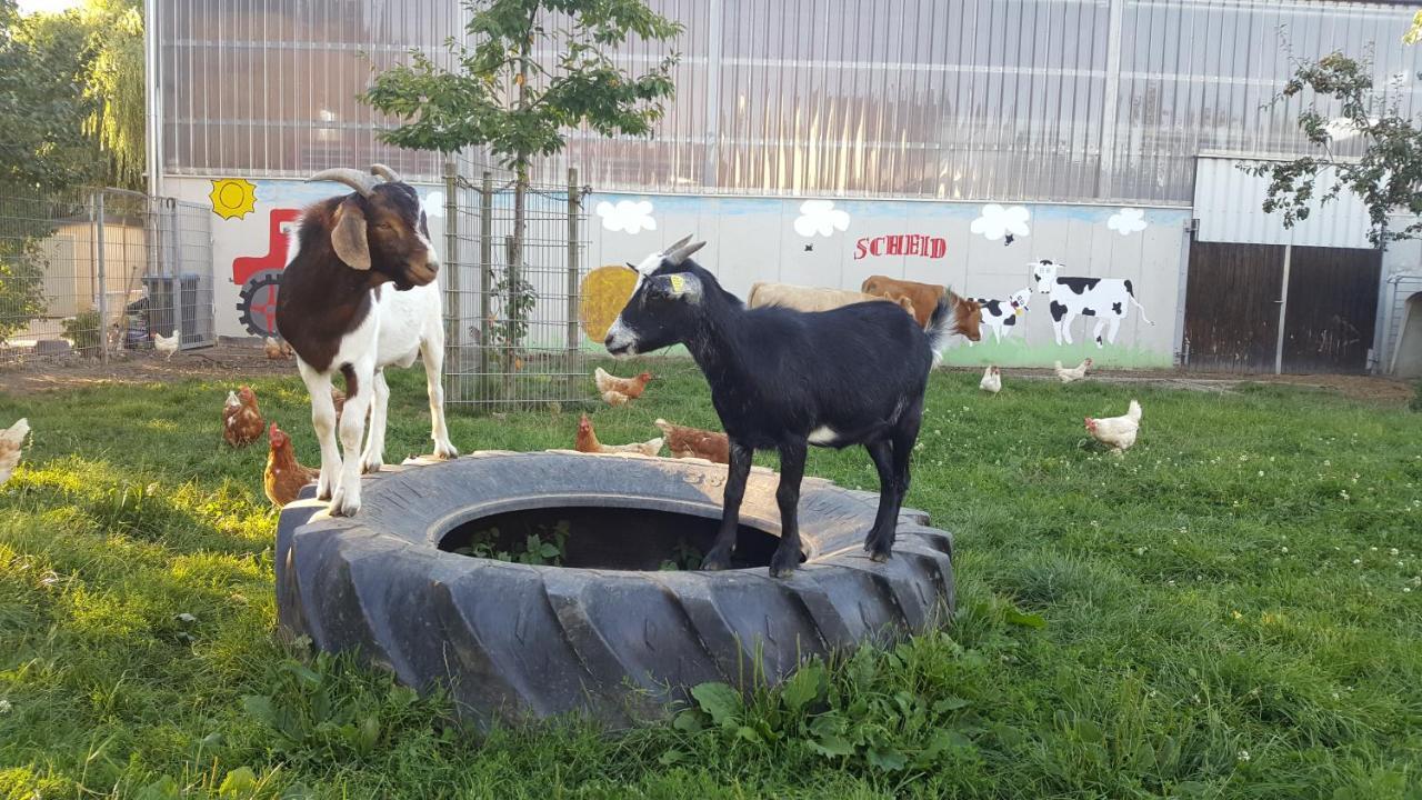 Ferienwohnung Scheid Lahr  المظهر الخارجي الصورة